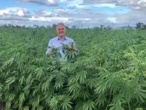 Man standing in a field of industrial hemp