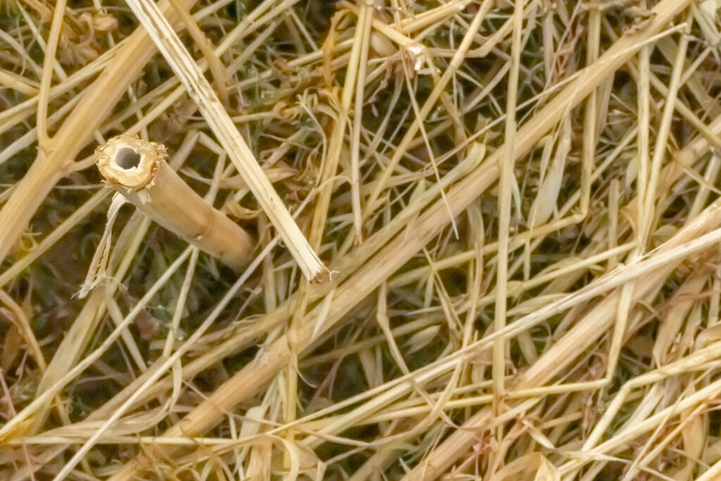 Close up of hemp cut from the field