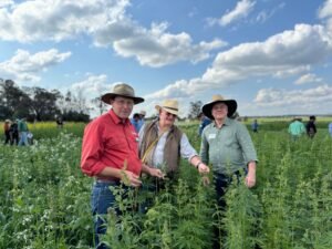 Winter Dryland Hemp Trials Steal the Show