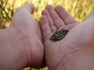 Industry Response to the Senate Inquiry