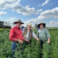 Winter Dryland Hemp Trials Steal the Show