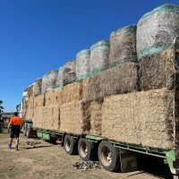 Navigating Challenges in Hemp Farming
